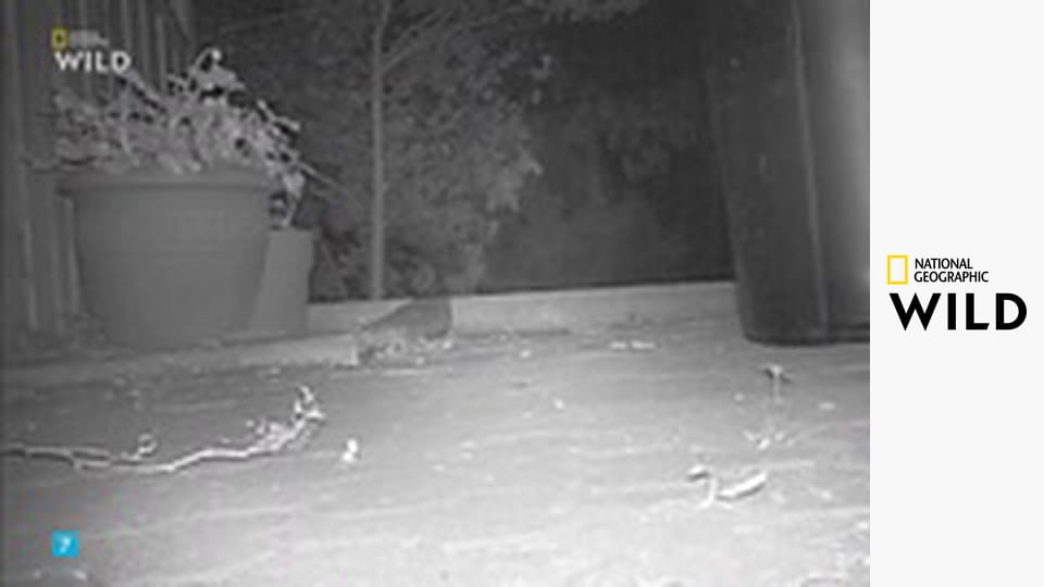 Jedinečná zvířata - výběr S1E6 - Mývalové a chobotnice