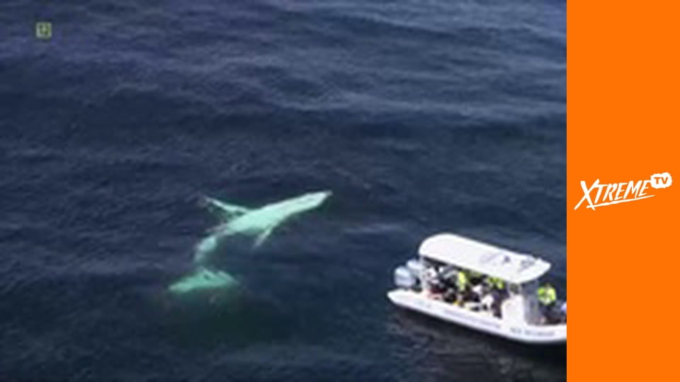 Na ratunek mieszkańcom oceanu E9