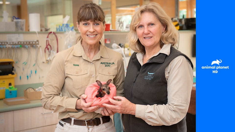 Зоопарк Ирвинов S3E11 - Неугомонная Бинди