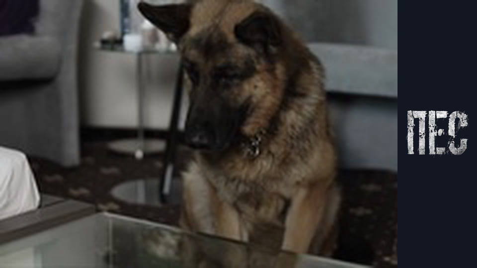 Пёс, Сезон 1, Серия 11