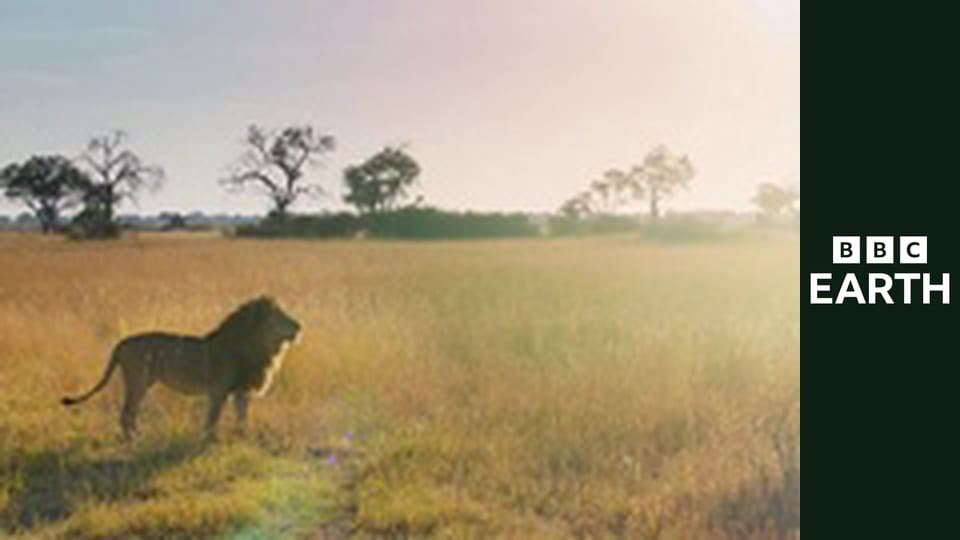 Wielkie koty 24/7 S1E1