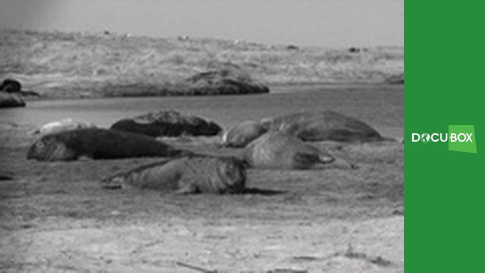 Podwodny świat S6E6