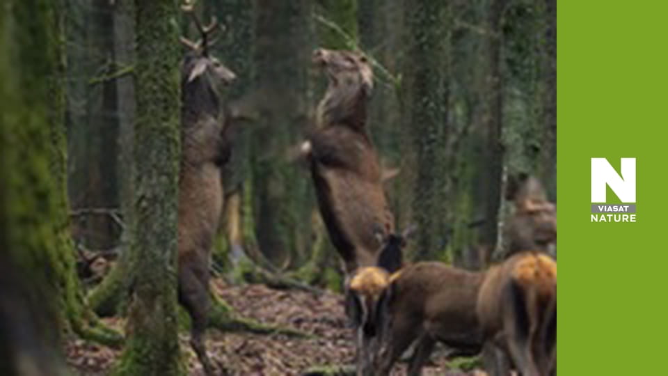 Wild Belgium - Water World