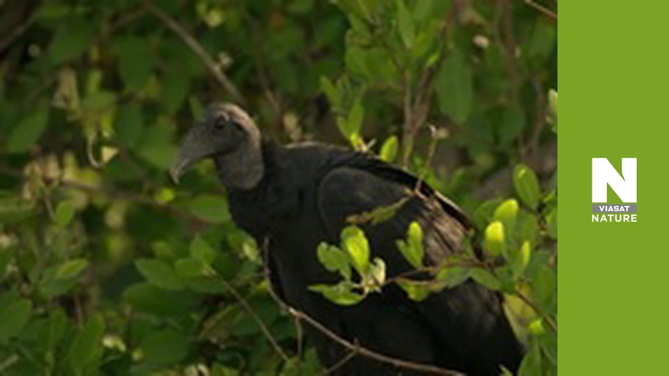 Roots of Life - Tangled In The Tides