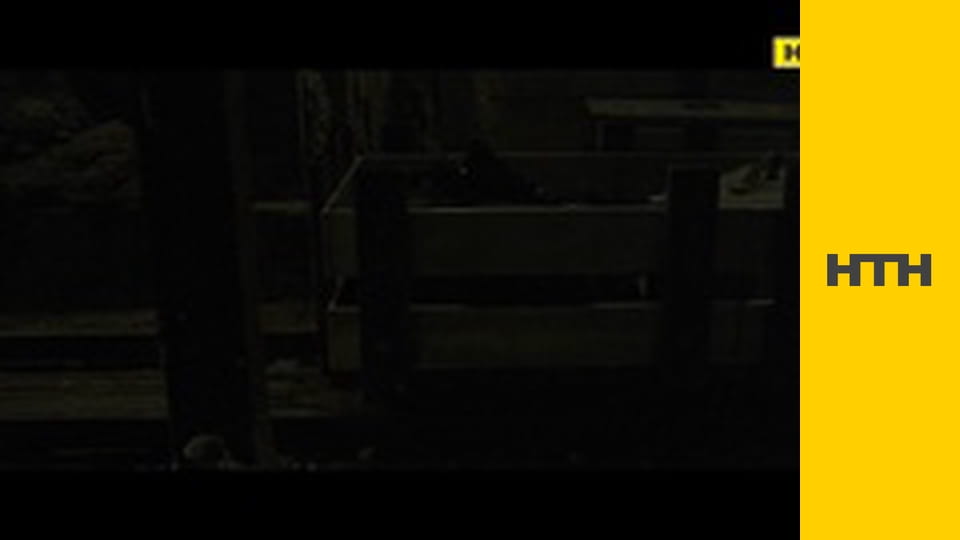 "Випадковий свідок".