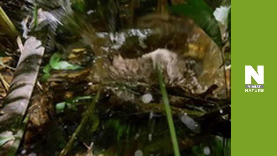 Истоки жизни - Крепкий орешек