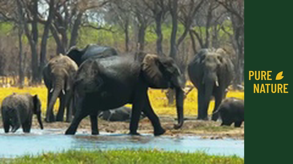 African wildlife: ELEPHANTS Part 1