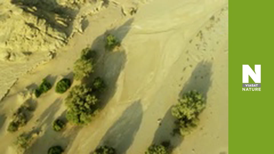 Massive Africa - Namib Desert