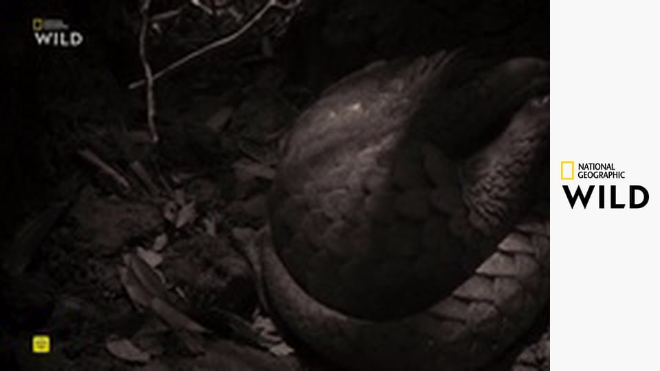 Divoký Vietnam S1E1 - Záhadný sever: Země horských pralesů