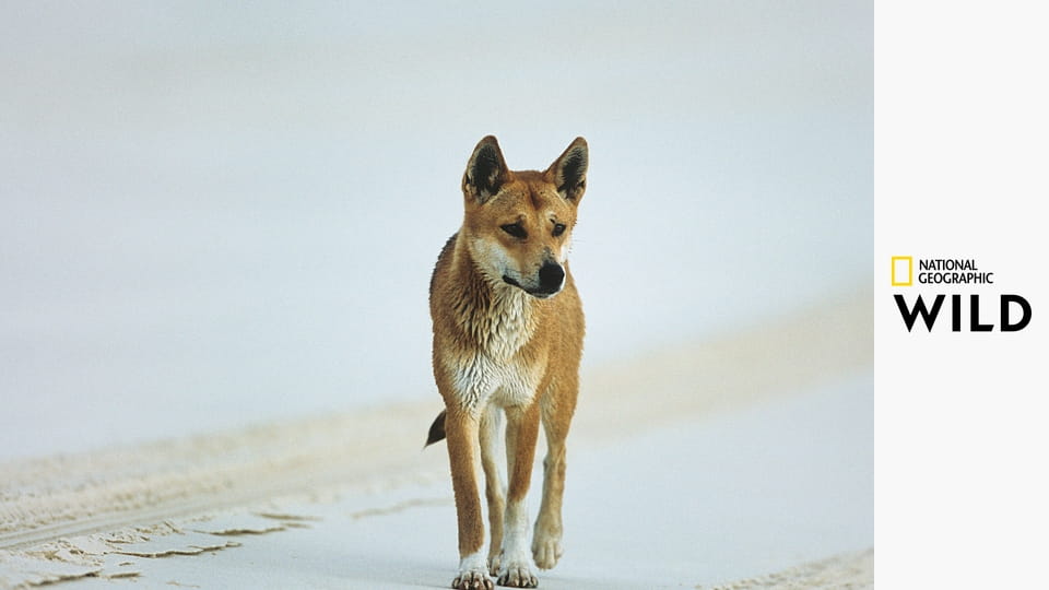 10 самых смертоносных животных: Роковые встречи S1E1