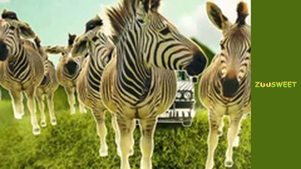 Сіяйа, Сезон 1, Випуск 8