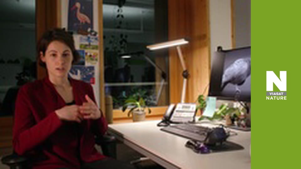 Птахи - Змінний світ