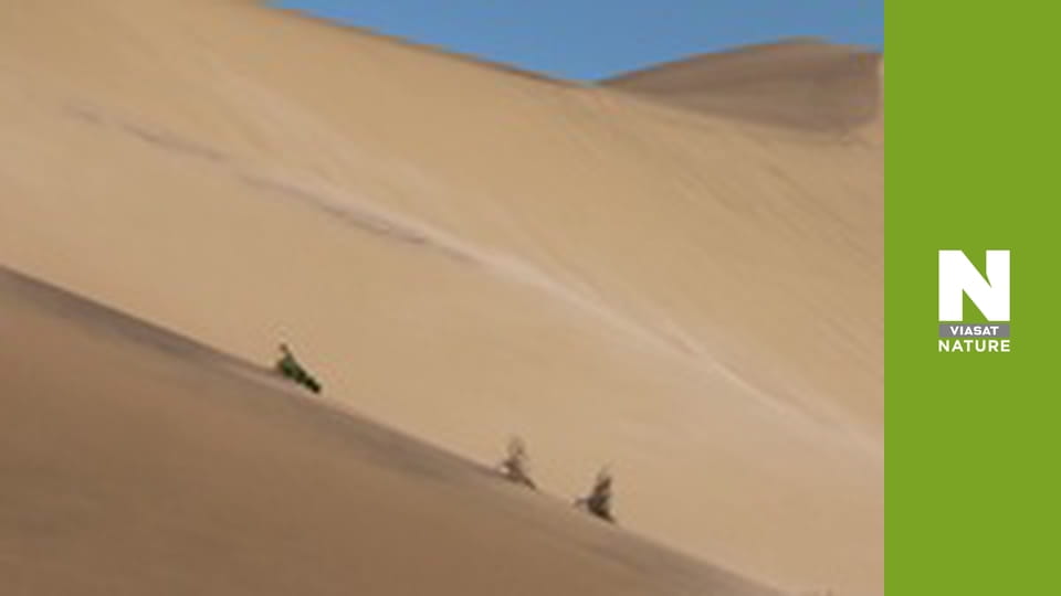 Эволюция - Движение