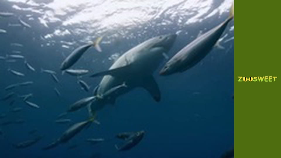 Super flair - episode 8