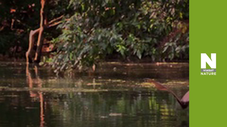 Nature's Fast Attacks - The Fast and the Furious