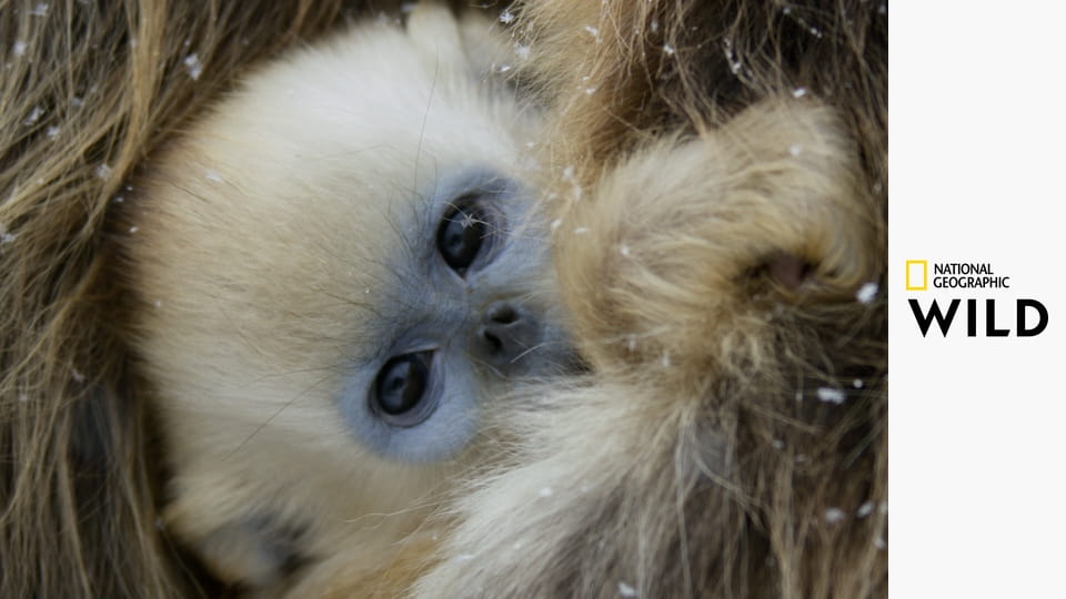 Дикая империя Китая S1E3