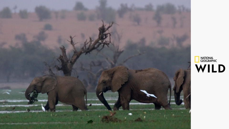 Испытания в дикой природе S1E5 - Роковое влечение
