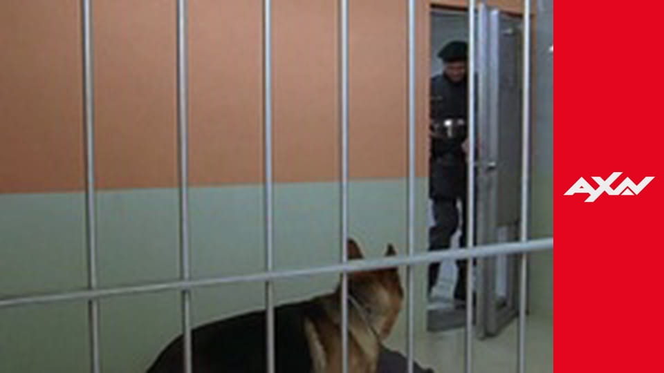 Komisař Rex S9E1 - Setkání