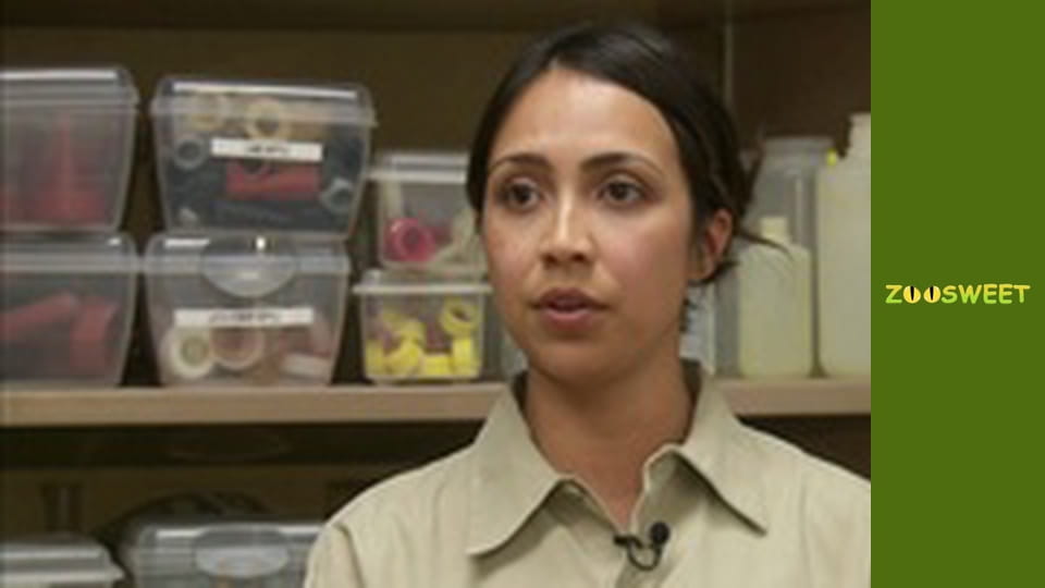 Дикий світ Сан-Дієго - серія 21