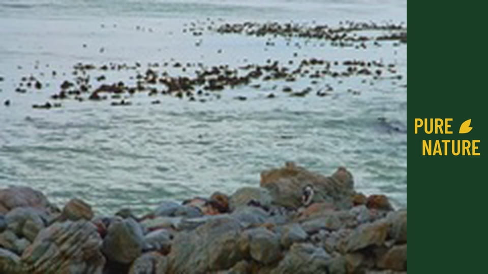 Amazing African birds - part 1