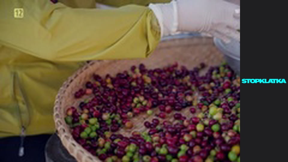 Jakubiak rozgryza Tajlandię i Kambodżę S1E2 - Aha Village i Kawa