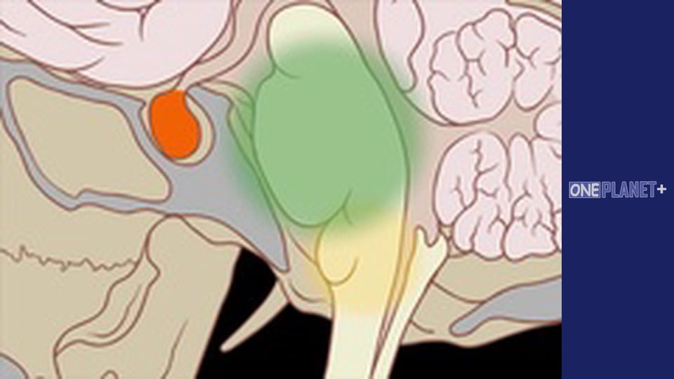 Ігри розуму, Сезон 1, Випуск 12