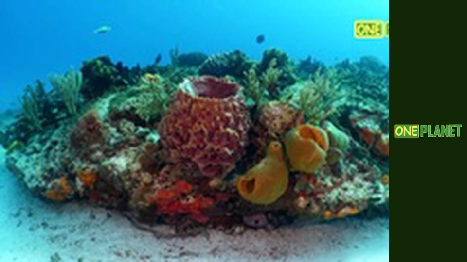 Мир морских глубин, 18 эп.