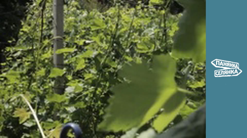 Панянка-селянка, Сезон 5, Випуск 13