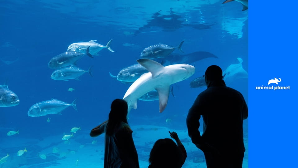 Аквариум S1E7 - Влюбленные пингвины