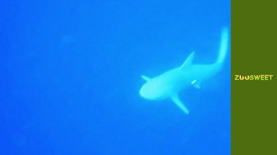 Дике життя, Сезон 1, Випуск 2