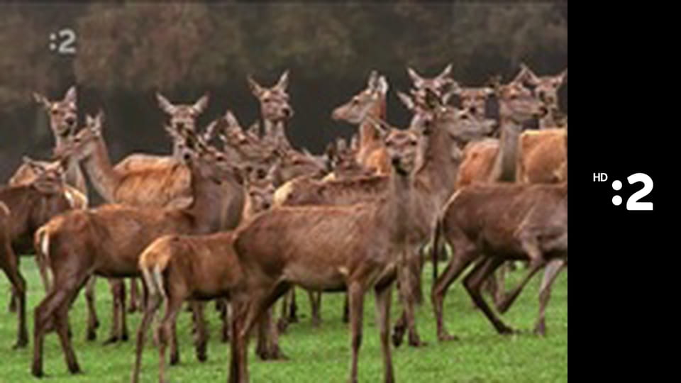 Slimák Maťo a škriatok Klinček E91 - Ako Maťo s Klinčekom pásli barančiatko