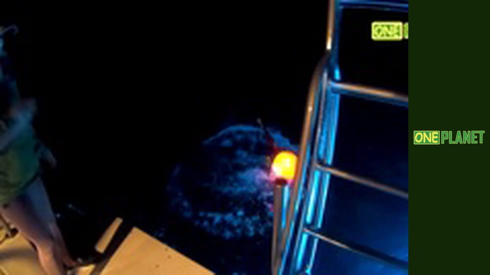 Мир морских глубин, 21 эп.