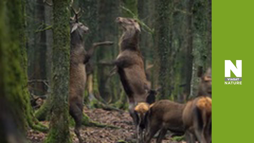 Дика Бельгія - Небесні самоцвіти