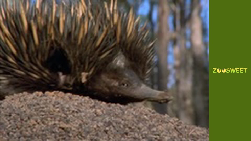 Моі друзі тварини. Малюки - серія 26