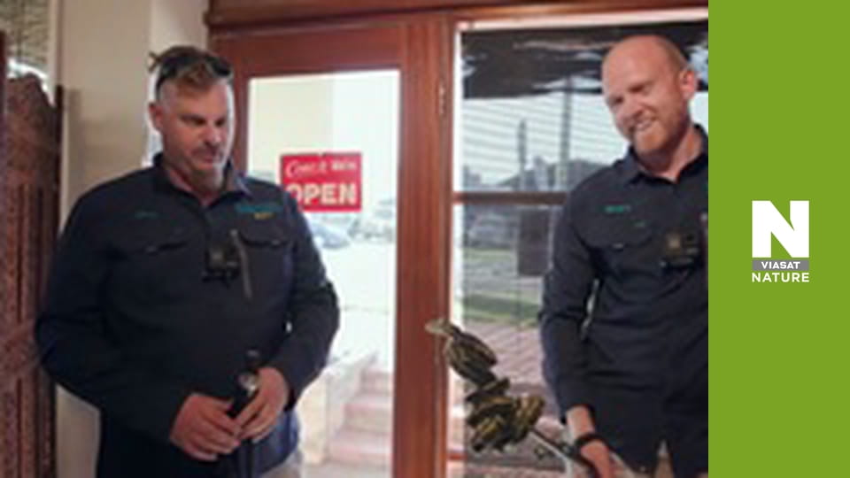 Австралійські змієлови - Приголомшливий пітон