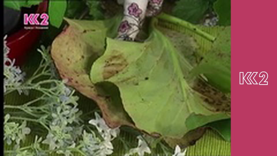 Удачний проект S2E40