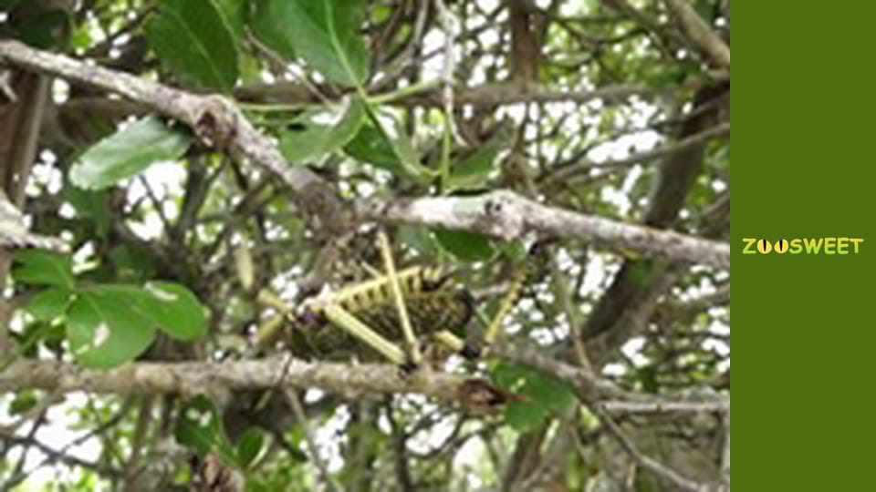 Сіяйа, Сезон 2, Випуск 11