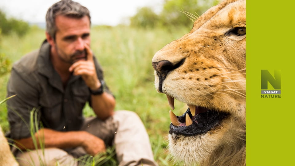 Наука про великих котів