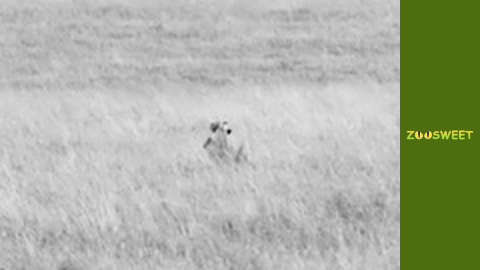 Дикие животные - серия 3