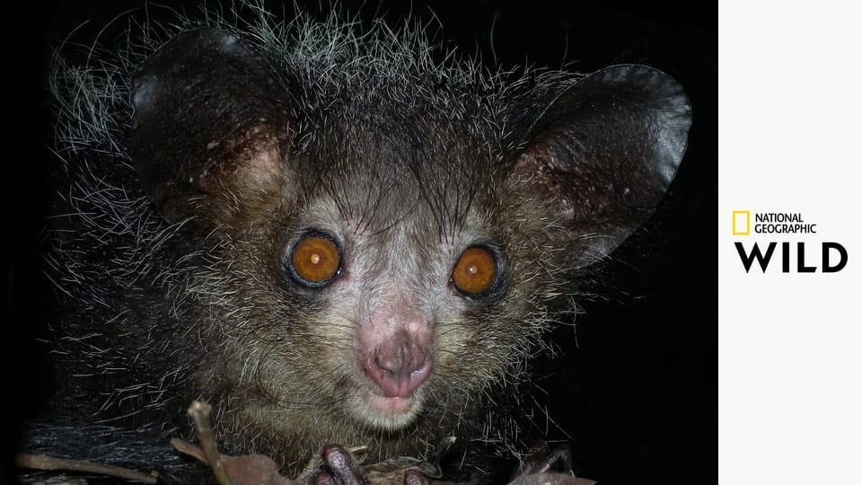 Хищники Африки S4E1