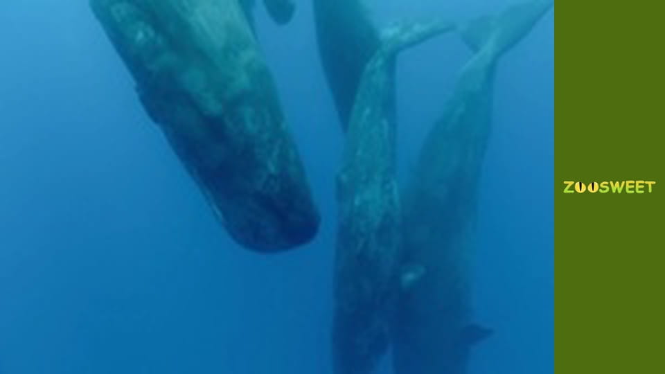 Знакомство с дикой природой, Выпуск 3
