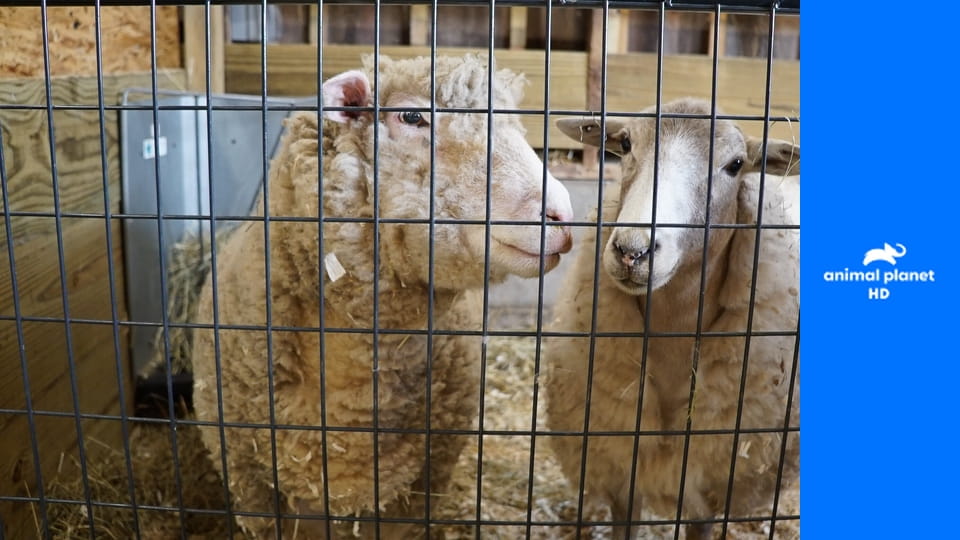 Ковчег Дэна S1E5 - Коровья мойка