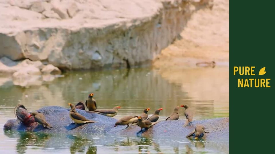 African wildlife: Rhinos and Hippos