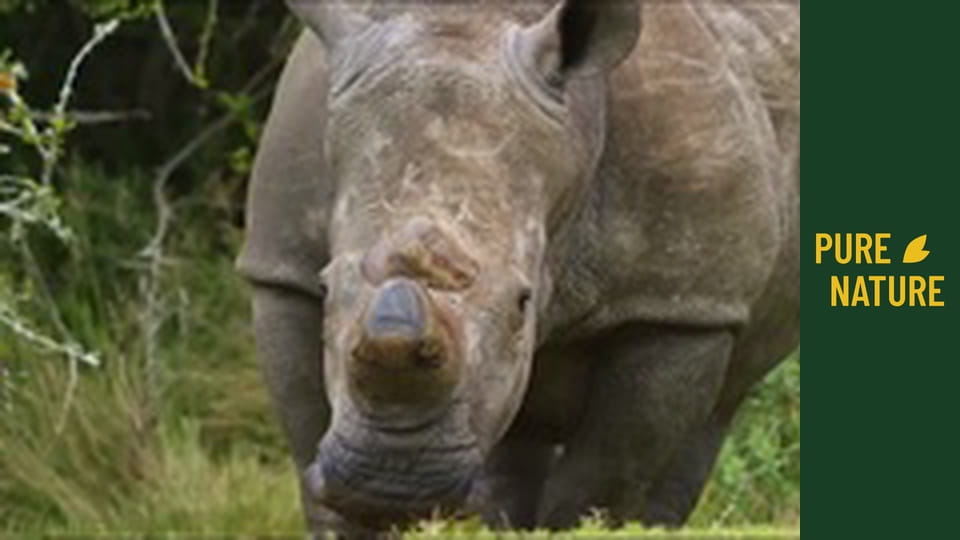 African wildlife: Rhinos and Hippos