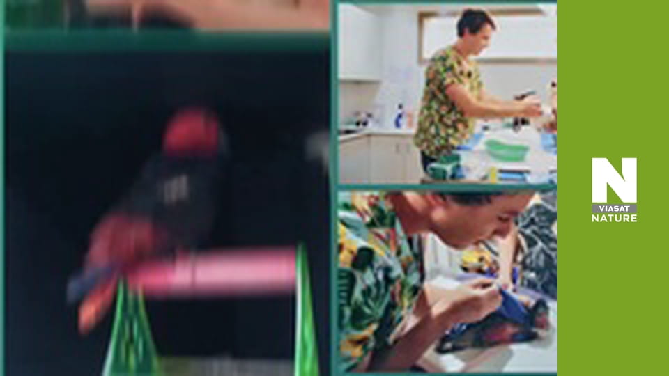 The Bizarre Pet Vets - Episode 2