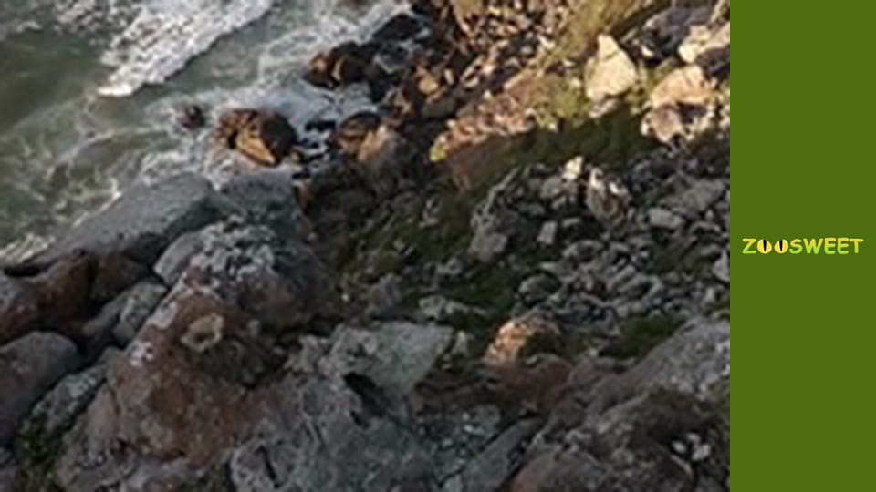 Знайомство з дикою природою, Випуск 15