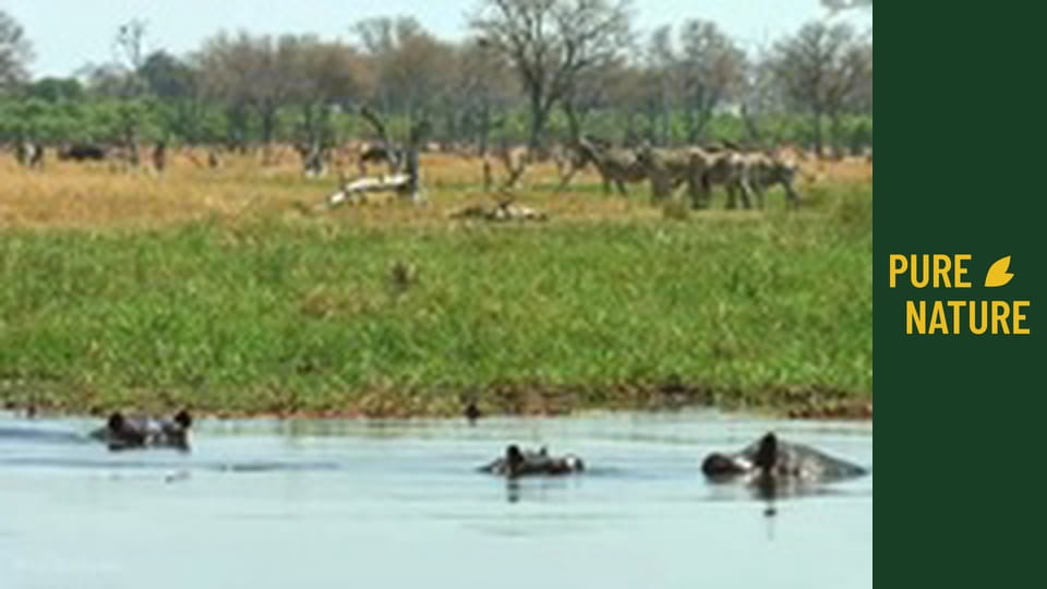 African Animals: Zebras and Giraffes of Kalahari Desert