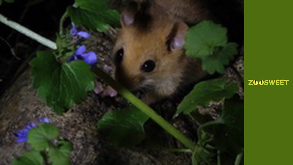 Знайомство з дикою природою, Випуск 1