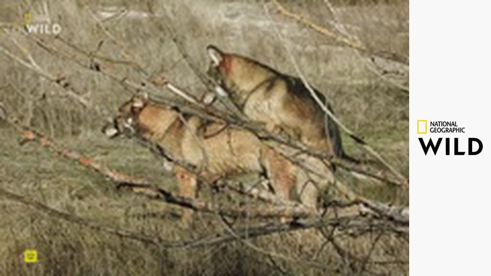 Lovci z divočiny S1E4 - Psovité šelmy