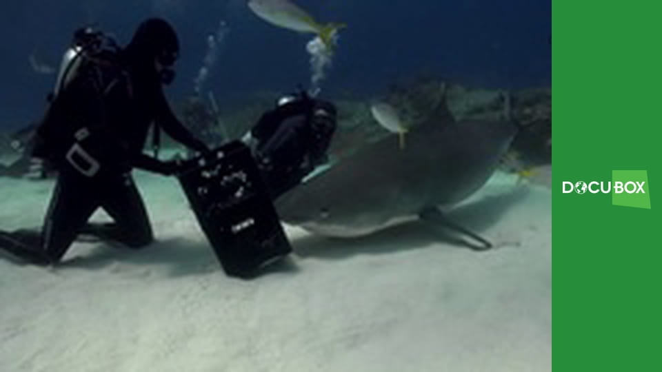 Podwodny świat S5E3